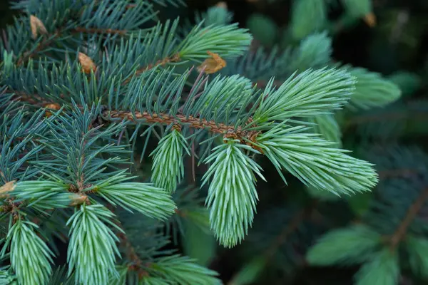 Yeşil ladin dalları yakında. Tasarım için doğal arkaplan