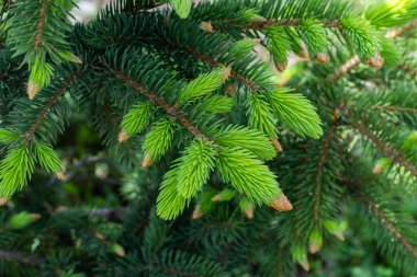 Genç kozalaklı yeşil ladin dalları bulanık arka planda yakın plan