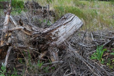 Ormanda kurumuş ağaç testeresi. Çevre koruma kavramı