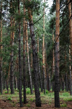 Yazın ormanda çam ağaçları. Doğa arkaplanı