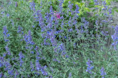 Salvia officinalis, yaygın olarak mavi salvia çiçeği olarak bilinir.
