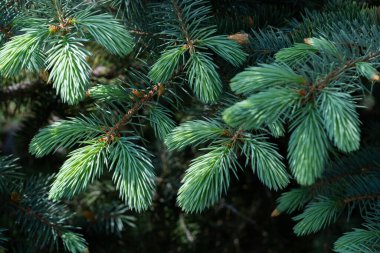 Yeşil ladin dalları kapanır. Doğal arka plan. Seçici odak