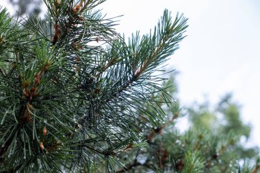 Yakın planda iğne ve yağmur damlaları olan çam dalı. Yaz arkaplanı