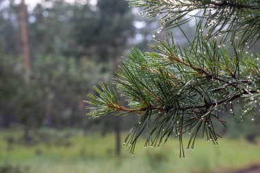 Ağaçlardaki çam ağaçlarına yağmur damlaları