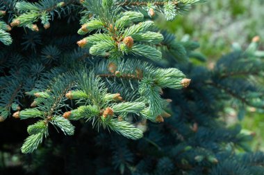 Külahlı yeşil ladin dalları. Doğal arkaplan