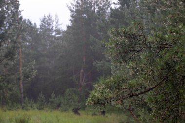 Sabahın köründe çam ormanı sisi