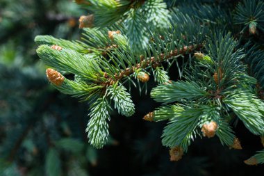 Yeşil ladin dalıyla koniler yakın plan. Doğa arkaplanı