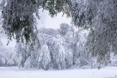 Bent snow covered trees from weight snow in park in winter. Fabulous winter landscape