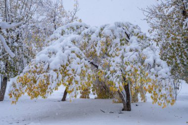 Beautiful winter landscape with snow covered trees and bushes in park