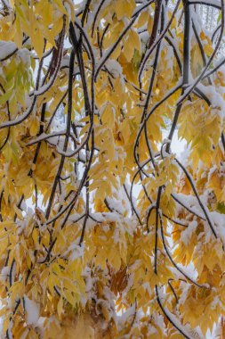 Autumn background with yellow foliage, covered with snow in winter