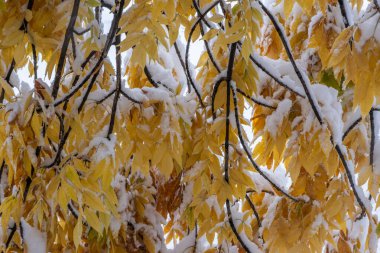 Yellow leaves on branches tree in snow in autumn
