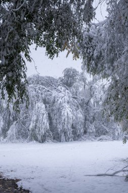 Soğuk kış gününde parkta kar ağaçları kapladı. Kış masalı