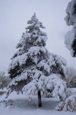 Parkta karla kaplı çam ağacı. Kış manzarası