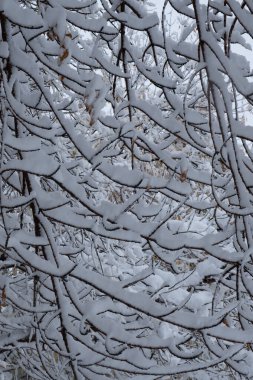 Ormandaki karlı dallar. Kış manzarası
