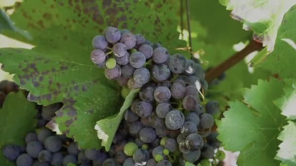 Agricultura Conceito Produção Vinho Uva Azul Cachos Com Folhas Verdes — Vídeo de Stock