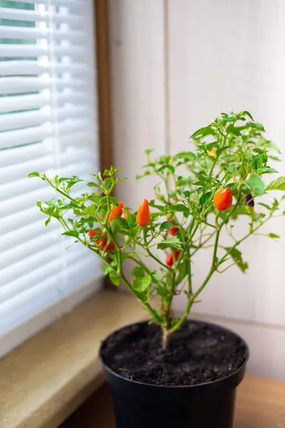 Potted red hot chili pepper plant growing in black pot near windowsill at home. Ripening of pepper pods. Houseplant, front view, selective focus. High quality photo