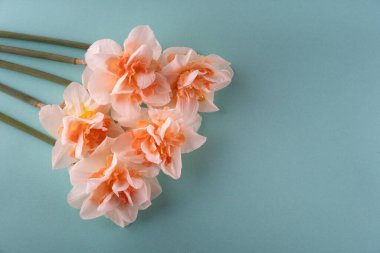 Mavi arka planda beş pembe çiçek buketi var. Tebrik kartı konsepti, üst görünüm, metin için kopyalama alanı. Yumuşak bahar narsisleri, anneler günü, bayram, doğum günü. Yüksek kalite fotoğraf