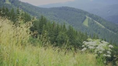 Dağ manzarası. Yaz günü dağların önünde rüzgarla esen çiçeklerle dolu bir çayır. Beyaz çiçekler, yeşil çimenler, gökyüzünün altındaki ağaçlar. Vahşi doğa geçmişi. Yüksek kalite 4k görüntü