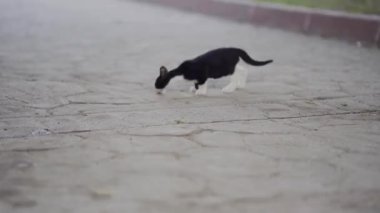 Küçük evsiz siyah beyaz kedi yavrusu sokakta yemek yiyor. Başıboş yalnızlık kedisini beslemek. Yüksek kalite 4k görüntü