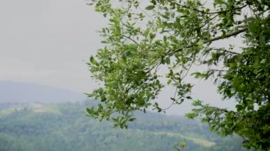 Rüzgarlı bir yaz günü, arazi manzarası. Dağların önünde rüzgarla esen yeşil ağaç dalı. Vahşi doğa arka planı, dağ manzarası. Yüksek kalite 4k görüntü