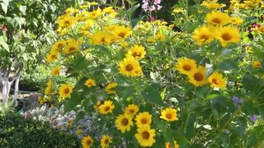 Sarı papatya çiçekleri yaz akşamları çayırlarda yetişir. Doğa, ilkbahar, biyoloji, fauna, çevre, ekosistem konsepti. Yumuşak odaklanma. Yüksek kaliteli FullHD görüntüler