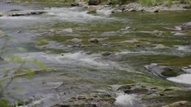 Gri taşların arasında akan küçük dağ nehri şelaleleri, sahilde çalılar. Güneşli bir akşamda hızlı su akıntısı. 4K yatay video