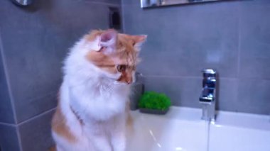 Şirin Türk angora kırmızı beyaz kedi banyoda lavaboda oturup musluktan akan suyu izliyor. Evdeki tüylü evcil hayvan. Yüksek kalite 4k görüntü