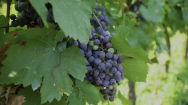Güneşli bir yaz gününde üzüm bağında yeşil yapraklı mavi üzüm. Şaraphane ve üzüm. Kırmızı üzüm yetişiyor ve şarap üretiyor. Seçici odaklanma. Yüksek kaliteli FullHD görüntüler