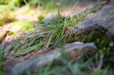 Güneşli yaz gününde, kayalık toprakta büyüyen yeşil yabani ot kümesi. Yakın çekim, yumuşak odaklanma. Yüksek kalite fotoğraf
