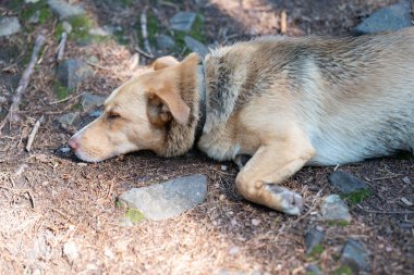 Kahverengi büyük başıboş köpek güneşli bir günde gri taşların arasında dinleniyor ve yerde uyuyor. Evsiz hayvanlar. Yüksek kalite fotoğraf