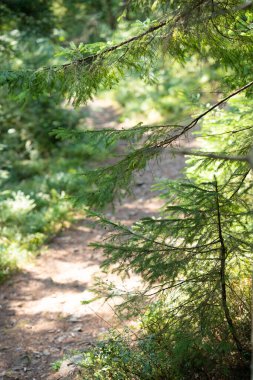 Güneşli bir sabahta orman manzarası. Güneşli yol yemyeşil bir ormanın içinden geçiyor. Yumuşak odaklanma. Yüksek kaliteli dikey fotoğraf