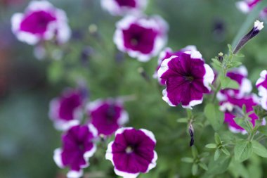 Yaz günü yeşil yaprakların arasında parlak mor ve beyaz bahçe çiçekleri. Bahçe petunyası, surfinia melezi, trompet şeklinde çiçekler, Solanaceae ailesi, seçici odaklanma. Yüksek kalite fotoğraf