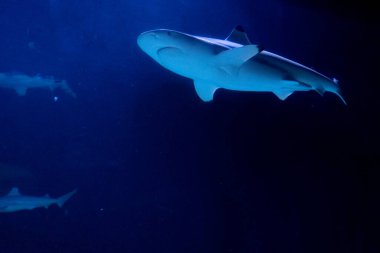 Reef Shark Carcharhinus perezii swimming in dark blue water. view from below, copy space for text. Grainy, noisy photo.