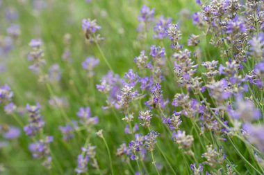 Yosun ya da söğüt çiçeği yeşil yapraklar üzerinde pembe çiçek, gün batımında çimen. Fireweed 'li doğa geçmişi mi yoksa yaz günbatımında Ivan Chai mi? Seçici odaklanma. Yüksek kalite fotoğraf