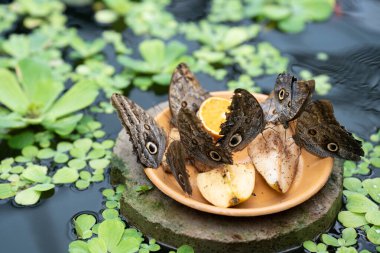 Mavi Morpho, Morpho Peleides ve Monarch, Danaus pleksippus elma yiyen tropikal kelebekler, su birikintisinde duran portakal dilimleri. Doğada güzellik. Yüksek kalite fotoğraf