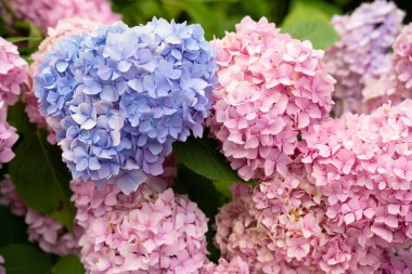 Renkli ortanca, parlak mavi ve pembe renkli ortensiya çiçekleri açık bir günde sıcak güneş ışığıyla aydınlanan bir bahçe ortamında bol bol büyür ve güzel bir manzara yaratır. Yüksek kalite fotoğraf