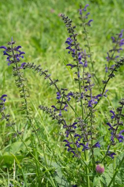  Canlı mor salvia çiçekleri, verimli çimenli bir alanda incecik yeşil sapların üzerinde açar ve bahar güneşinin sıcaklığında güneşlenir. Sahne sakin ve doğal. Yüksek kalite fotoğraf.