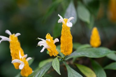 Beyaz yapraklı parlak sarı çiçekler, yeşil yaprakların arasında büyür ve güneşli bir havada çarpıcı renklerini bir bahçede sergilerler. Pachystachy lutea, altın karides bitkisi. Yüksek kalite fotoğraf
