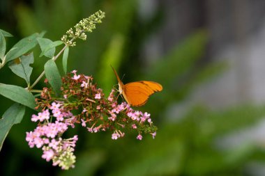 Julia Longwing Kelebeği, Dryas iulia böceği. Turuncu kelebek, yeşil bir bahçede açan pembe çiçeklerin nektarını toplarken zarif bir şekilde kanat çırparak huzurlu bir atmosfer yaratır.