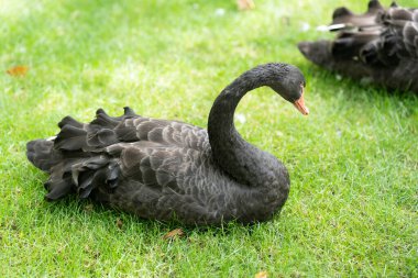 A black swan relaxes on the verdant grass of a peaceful garden, showcasing its elegant posture and beautiful feathers under the warm sun. High quality photo clipart