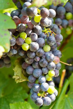 Güneşli bir yaz gününde üzüm bağında yeşil yapraklı mavi üzüm. Şaraphane ve üzüm. Kırmızı üzüm yetişiyor ve şarap üretiyor. Seçici odaklanma. Yüksek kaliteli dikey fotoğraf