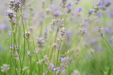Fireweed 'li doğa geçmişi mi yoksa yaz günbatımında Ivan Chai mi? Yosun ya da söğüt çiçeği yeşil yapraklar üzerinde pembe çiçek, gün batımında çimen. Seçici odaklanma. Yüksek kalite fotoğraf
