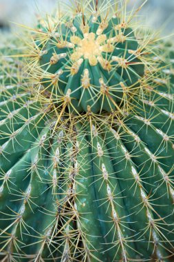 Sarı iğneli büyük yeşil bir kaktüs. Echinocactus grusonii botanik serasında. Seçici odaklanma. Yüksek kaliteli dikey fotoğraf