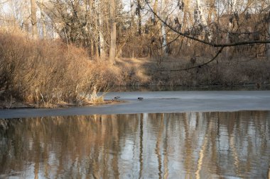 Kısmen donmuş göletin gün batımı manzarası, kışın, ilkbaharda, nehirde ve ağaçlarda ördeklerin buzda yürüdüğü nehir. Yüksek kalite fotoğraf