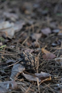 Kurumuş yapraklar ve çam iğneleri arasında orman zemininde dinlenen çam kozalaklarının yakın plan görüntüsü toprak dokuları ve doğal detayları yakalıyor. Dikey fotoğraf, seçici odak