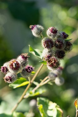 Güneşli bir bahçede, yeşil yapraklarla çevrili, çarpıcı mor çiçeklerini sergileyen, yazın güzelliklerini ön plana çıkaran bir dulavrat otu kümesi. Yüksek kalite fotoğraf