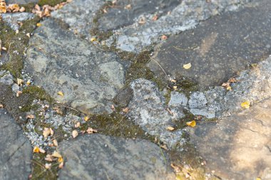 Eski bir taş yola yakından bakınca karmaşık dokular, küçük çakıl taşları ve düşen yapraklar ortaya çıkar. Doğal ışık altındaki sessiz bir alanda doğanın güzelliğini gözler önüne serer. Yüksek kalite fotoğraf
