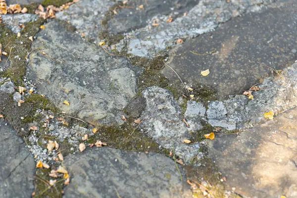 Eski bir taş yola yakından bakınca karmaşık dokular, küçük çakıl taşları ve düşen yapraklar ortaya çıkar. Doğal ışık altındaki sessiz bir alanda doğanın güzelliğini gözler önüne serer. Yüksek kalite fotoğraf