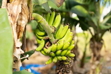 Muz ağacından sarkan bir avuç olgunlaşmamış, canlı yeşil muzun yakın plan fotoğrafı.