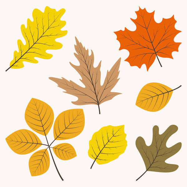 Collection of hand drawn autumn with seasonal plants and leaves. Set of hand drawn plants and leaves. Colorful of natural elements for seasonal backgrounds.
